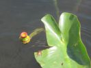 PICTURES/Everglades Air-Boat Ride/t_IMG_9010.JPG